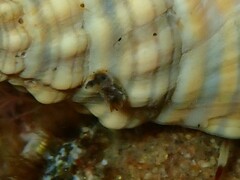 Polycera melanosticta