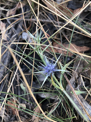 Eryngium vesiculosum