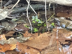 Bacopa rotundifolia