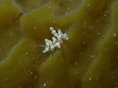 Eubranchus