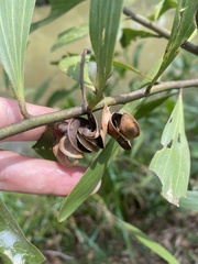 Acacia auriculiformis