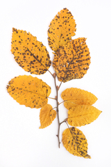 Carpinus betulus