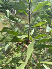 Acacia auriculiformis