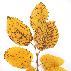 Carpinus betulus