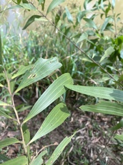 Acacia auriculiformis