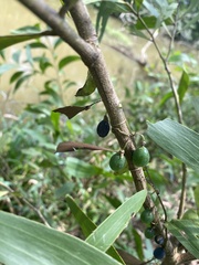 Acacia auriculiformis