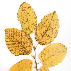 Carpinus betulus