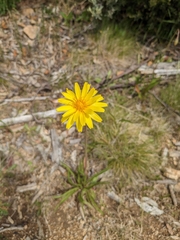 Microseris lanceolata