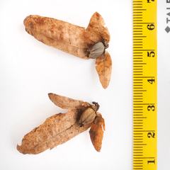Carpinus betulus