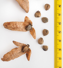 Carpinus betulus