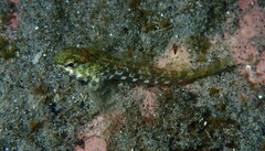 Bellapiscis