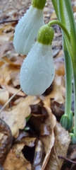 Galanthus plicatus