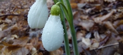 Galanthus plicatus