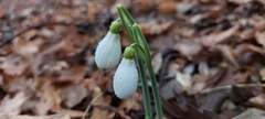 Galanthus plicatus
