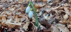 Galanthus plicatus