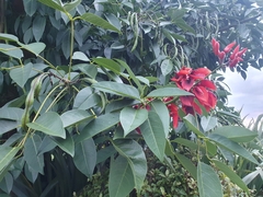 Erythrina crista-galli