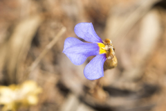 Lobelia heterophylla