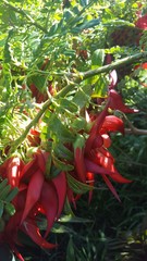 Clianthus maximus
