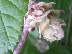 Phytoptus avellanae