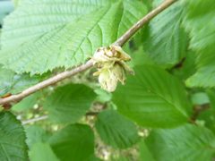 Phytoptus avellanae