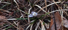 Crocus tauricus