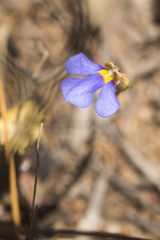 Lobelia heterophylla