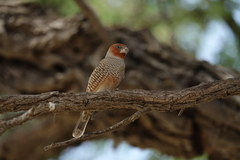 Amadina erythrocephala