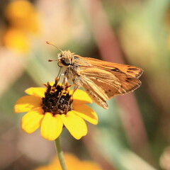 Hylephila phyleus phyleus