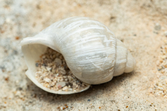 Bothriembryon mastersi