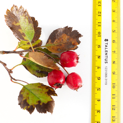 Crataegus laevigata