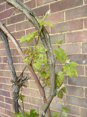 Colomerus vitis