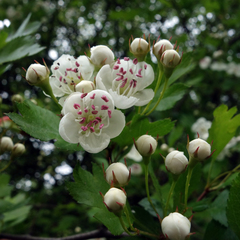 Crataegus monogyna