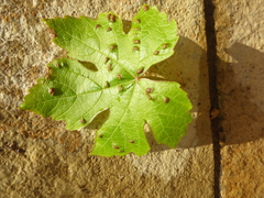 Colomerus vitis
