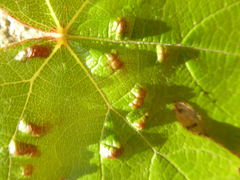 Colomerus vitis