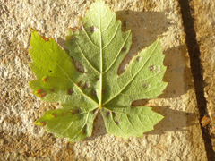 Colomerus vitis