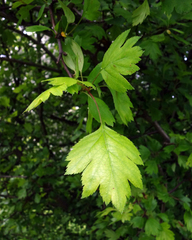 Crataegus monogyna