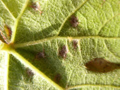Colomerus vitis