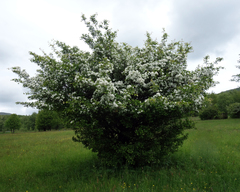 Crataegus monogyna