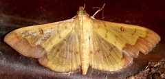 Meroctena tullalis