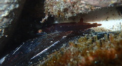 Gastroscyphus hectoris