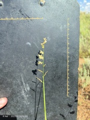 Eragrostis echinochloidea