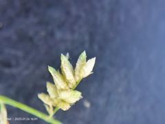 Eragrostis echinochloidea