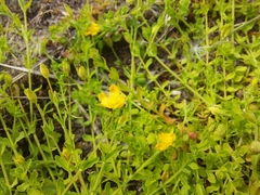 Hypericum pusillum
