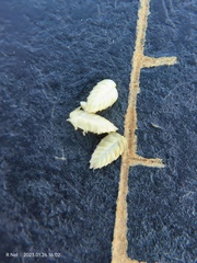 Eragrostis echinochloidea