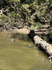 Hymenolaimus malacorhynchos