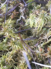 Sphagnum cuspidatum