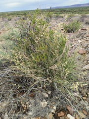 Eragrostis echinochloidea