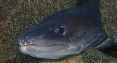 Conger verreauxi
