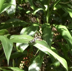 Phaedyma shepherdi
