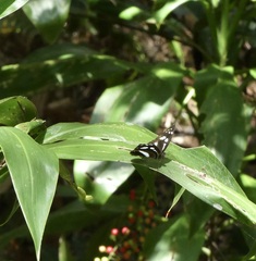 Phaedyma shepherdi